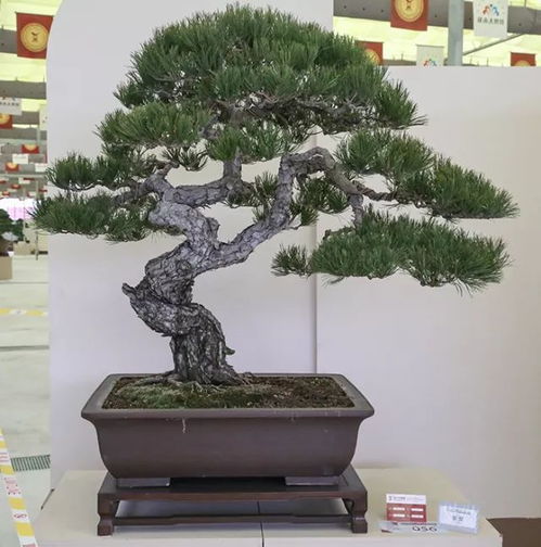 欣賞盆景名家藏品,領(lǐng)悟盆景作品拍攝技巧